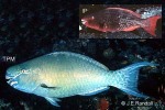 Enlarged Image of 'Scarus rubroviolaceus'